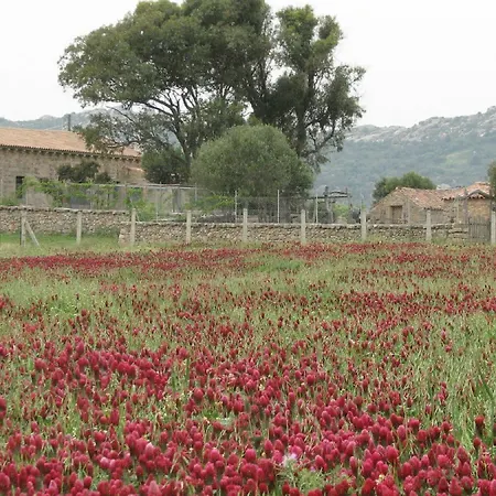 Villa Lu Branu Arzachena